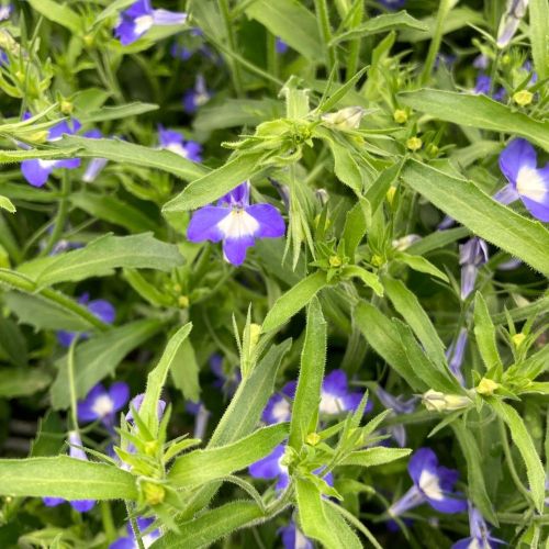 Lobelia Hot Bavaria