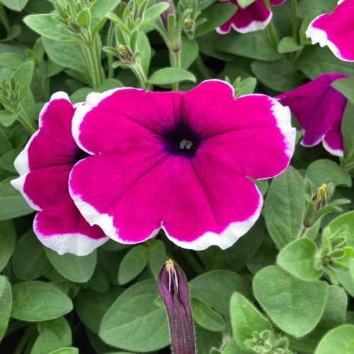 Petunia Droit Hybrida Sanguna Purple Picotee