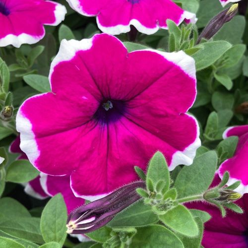 Petunia Droit Hybrida Sanguna Purple Picotee