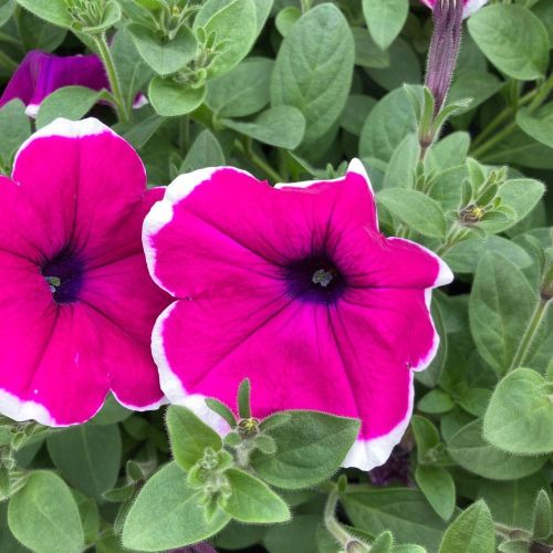Petunia Droit Hybrida Sanguna Purple Picotee