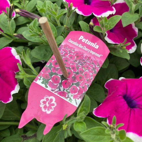 Petunia Droit Hybrida Sanguna Purple Picotee