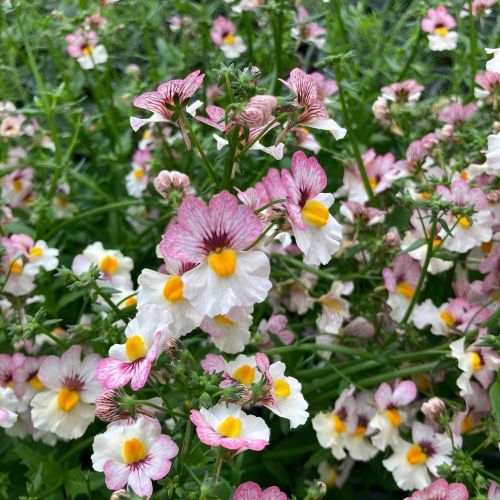 Nemesia Retombant Sunsatia Plus Lychee