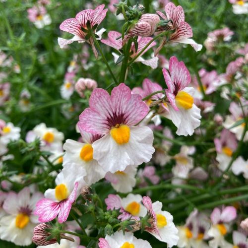 Nemesia Retombant Sunsatia Plus Lychee