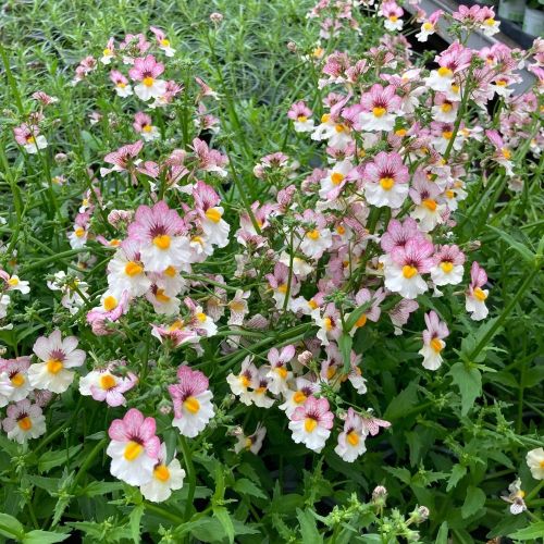 Nemesia Retombant Sunsatia Plus Lychee