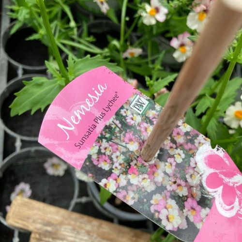 Nemesia Retombant Sunsatia Plus Lychee