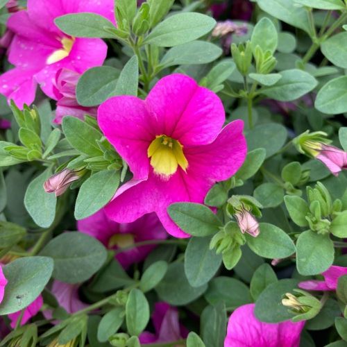 Calibrachoa Deep Pink