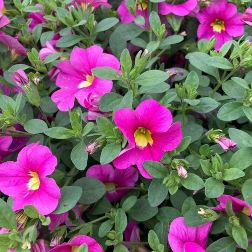 Calibrachoa Deep Pink