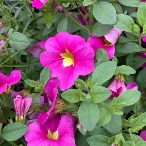 Calibrachoa Deep Pink
