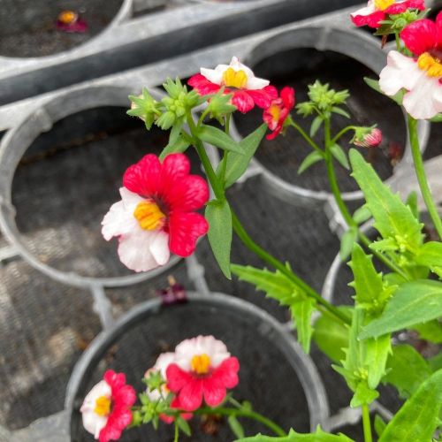 Nemesia Retombant Sunsatia Cherry On Ice