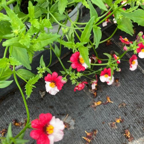 Nemesia Retombant Sunsatia Cherry On Ice