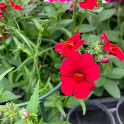 Nemesia Retombant Sunsatia Plus Granada