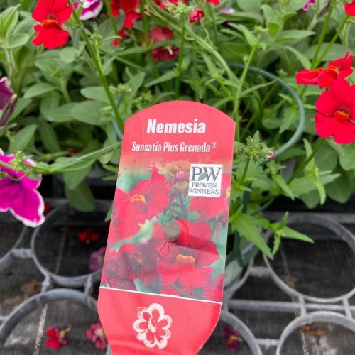 Nemesia Retombant Sunsatia Plus Granada