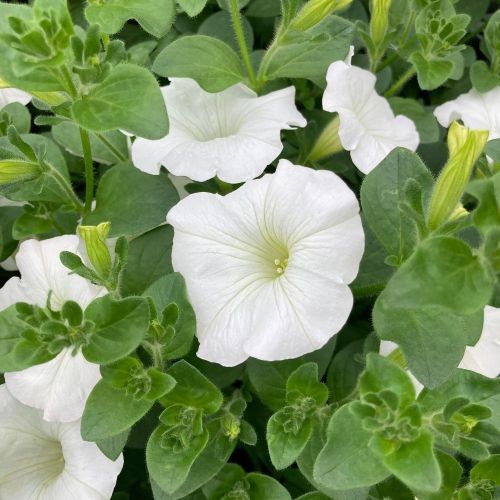 Petunia Surfinia White