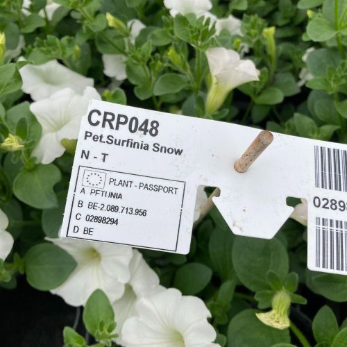 Petunia Surfinia White