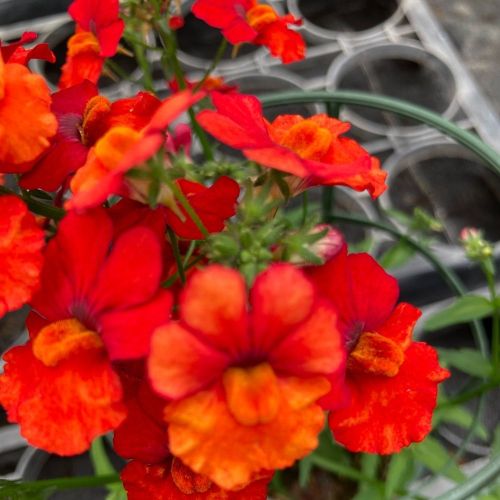 Nemesia Retombant Sunsatia Plus Clementine
