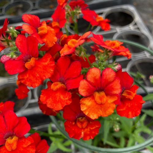 Nemesia Retombant Sunsatia Plus Clementine
