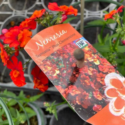 Nemesia Retombant Sunsatia Plus Clementine