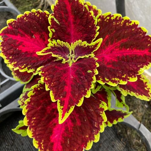 Coleus Main Street Hollywood Boulevard
