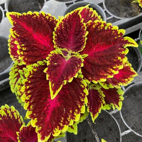 Coleus Main Street Hollywood Boulevard
