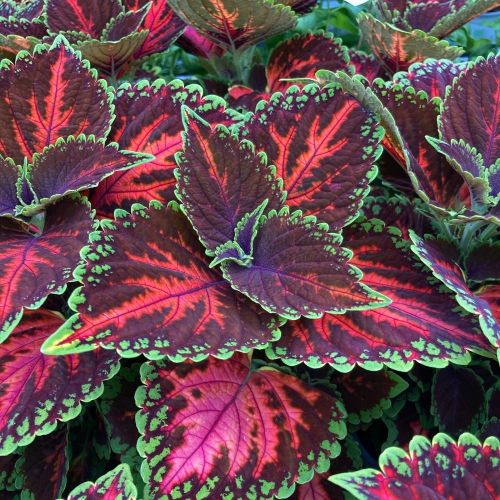 Coleus Stained Glassworksmagnificnet Mile