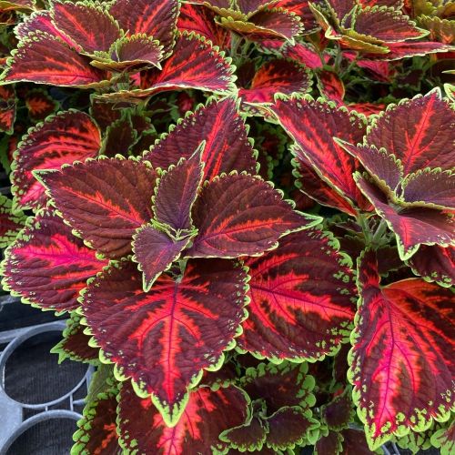 Coleus Stained Glassworksmagnificnet Mile