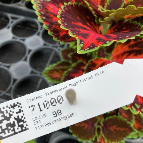 Coleus Stained Glassworksmagnificnet Mile