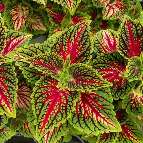 Coleus Stained Glassworks Spacecake