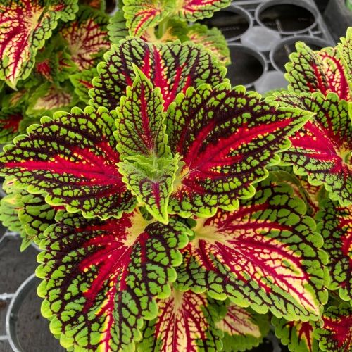 Coleus Stained Glassworks Spacecake