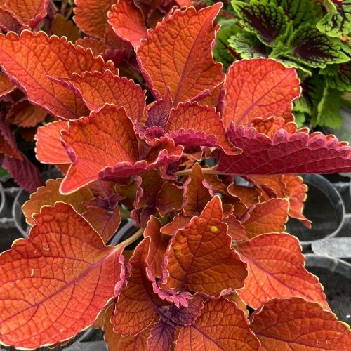 Coleus Wall Street