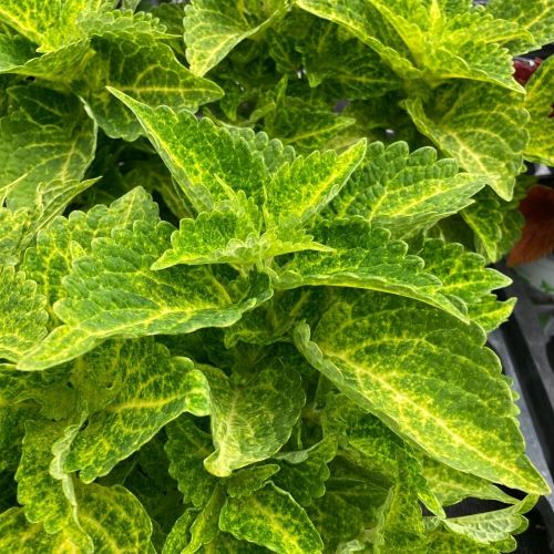 Coleus River Walk