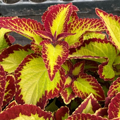 Coleus Main Street Alligator Alley