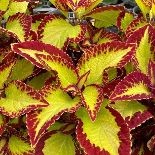 Coleus Main Street Alligator Alley