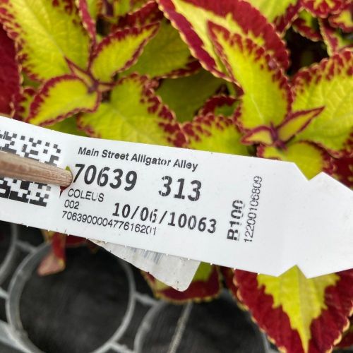 Coleus Main Street Alligator Alley