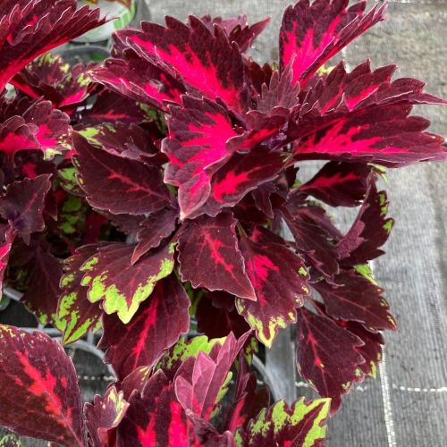 Coleus Stained Glassworks Royalty