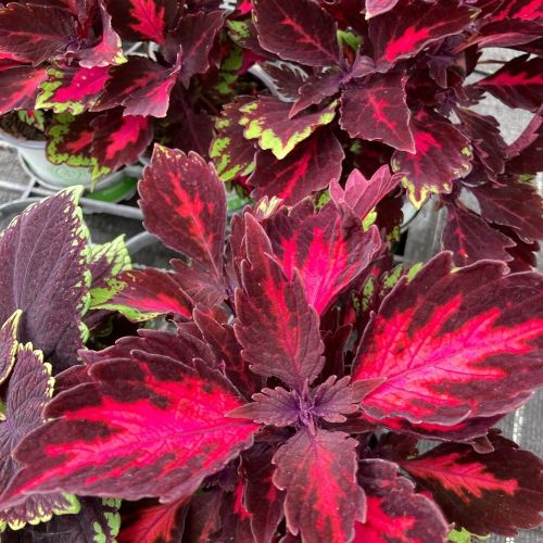 Coleus Stained Glassworks Royalty