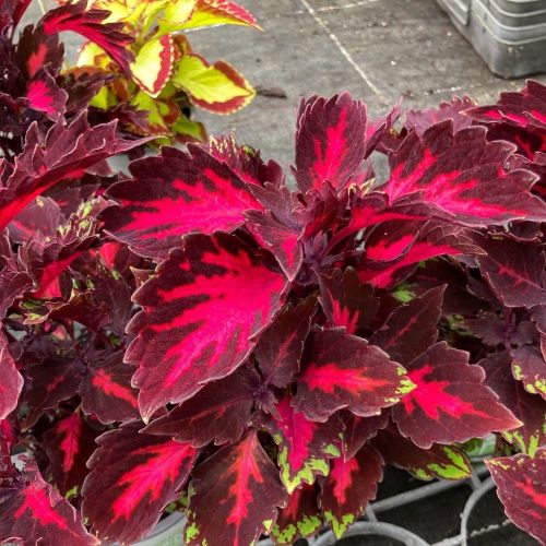 Coleus Stained Glassworks Royalty