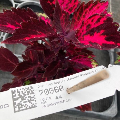 Coleus Stained Glassworks Royalty