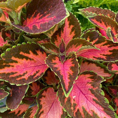 Coleus Main Street Gardner Street