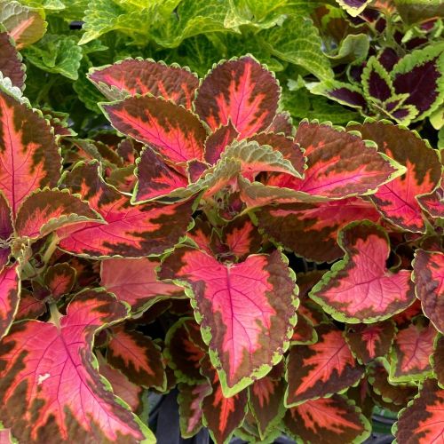 Coleus Main Street Gardner Street