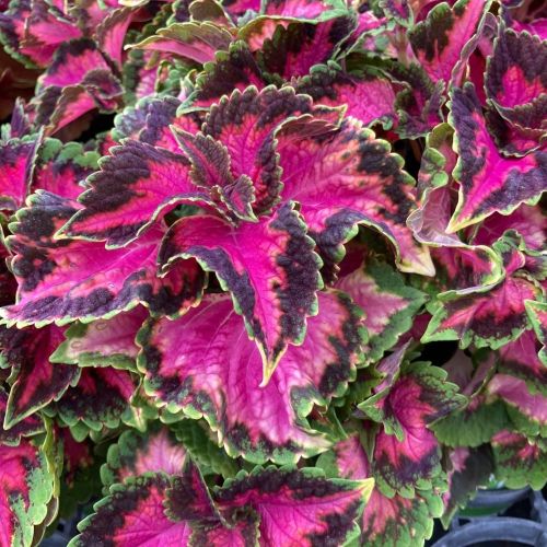 Coleus Fifth Avenue
