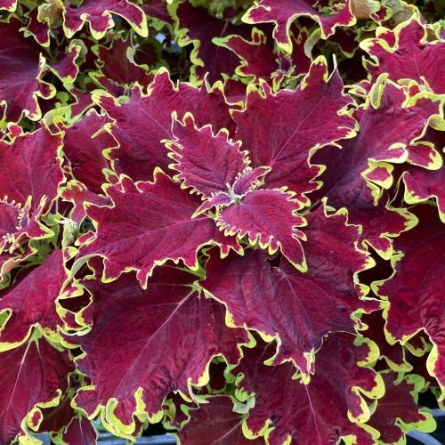 Coleus Stained Glassworks Crown Jewel