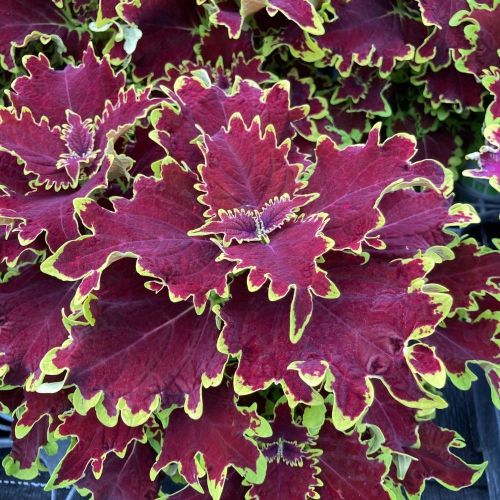 Coleus Stained Glassworks Crown Jewel