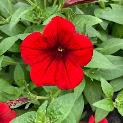 Petunia Surfinia Deep Red
