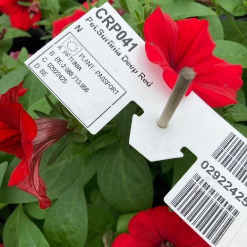 Petunia Surfinia Deep Red