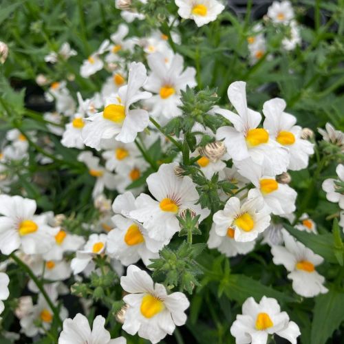 Nemesia Retombant Sunsatia Plus Anona