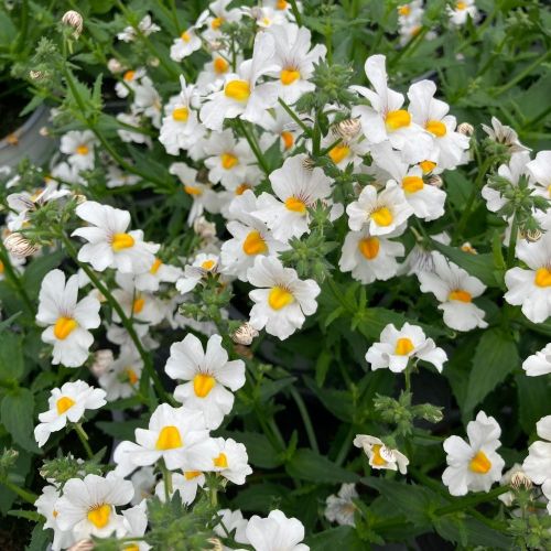 Nemesia Retombant Sunsatia Plus Anona