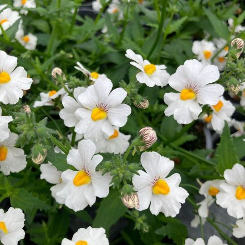 Nemesia Retombant Sunsatia Plus Anona