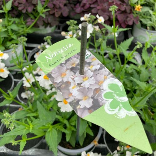 Nemesia Retombant Sunsatia Plus Anona