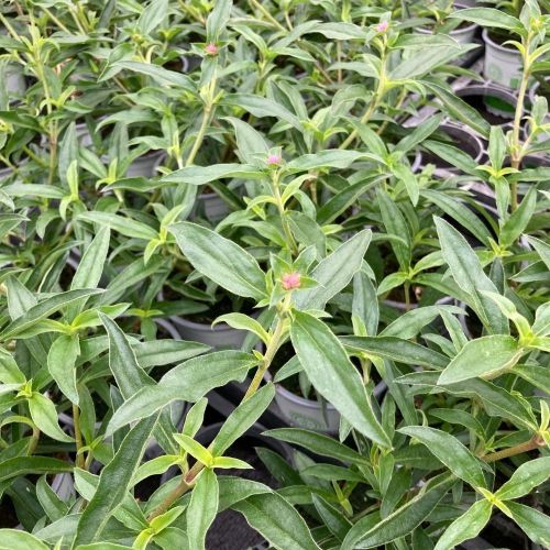 Gomphrena Truffula Pink