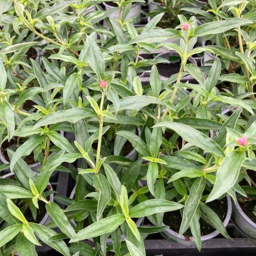 Gomphrena Truffula Pink